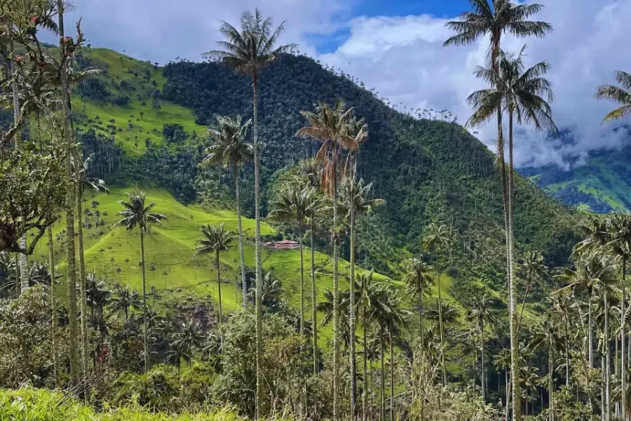 La Carbonera Tochecito