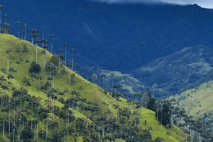 Tours en el Valle del Cocora